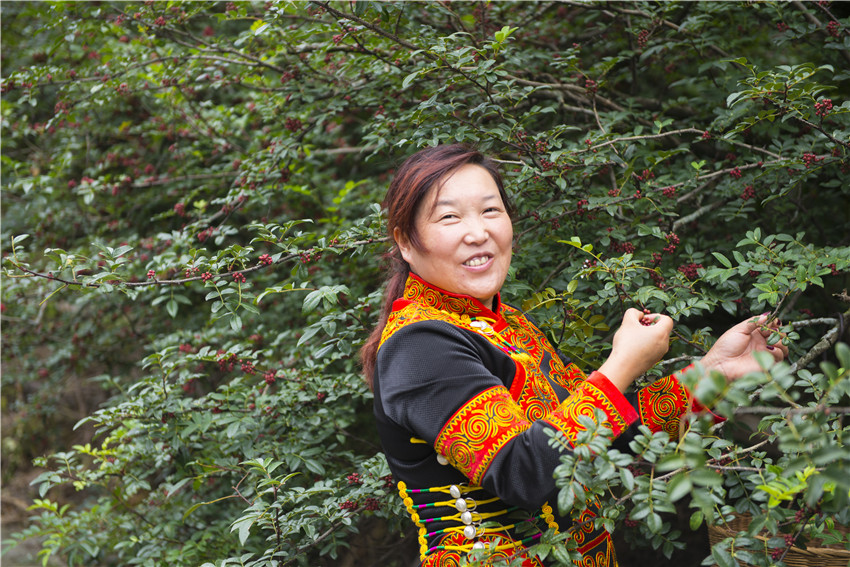 花椒結出.jpg 花椒結出.jpg